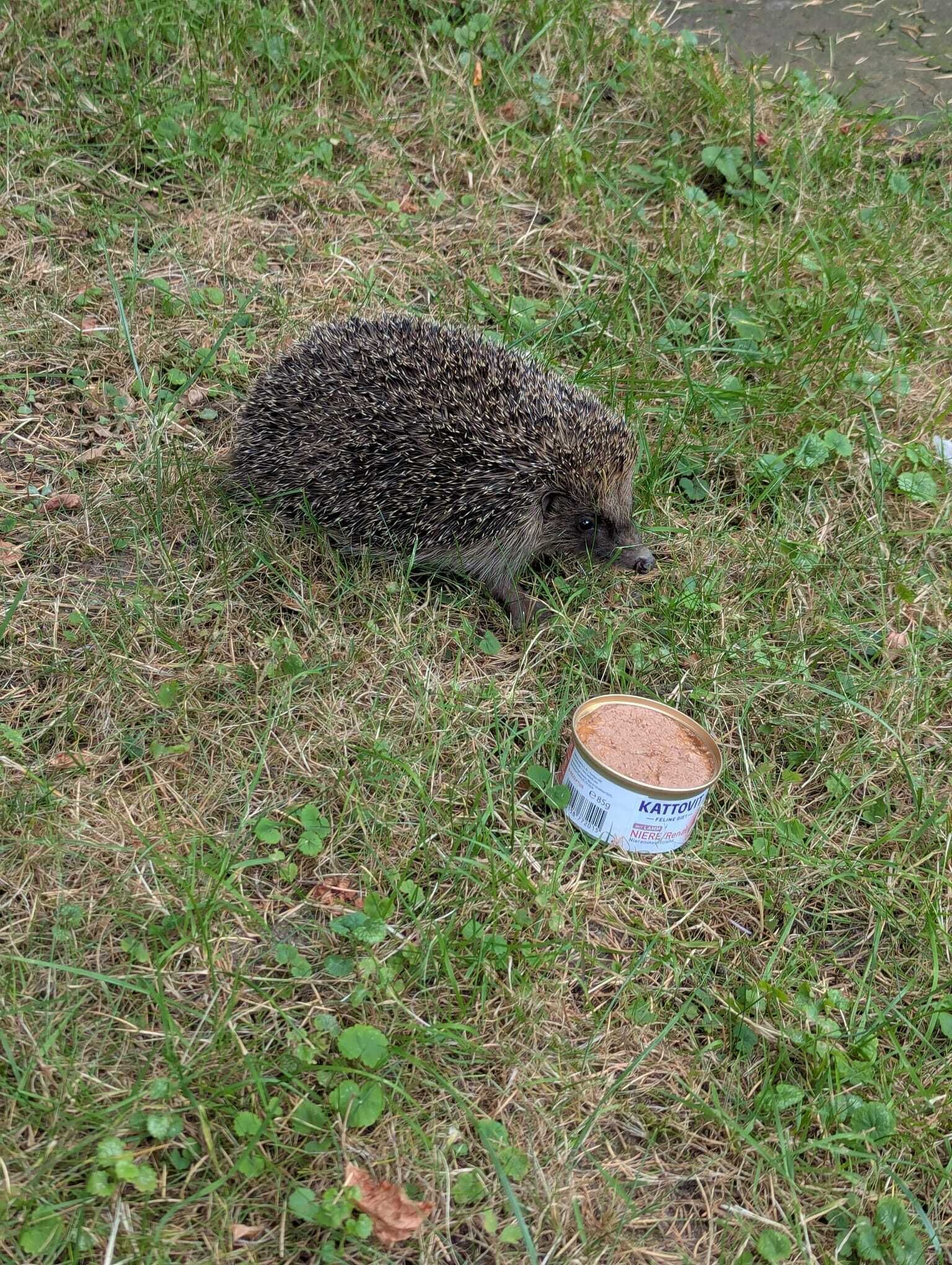 Un erizo sobre la hierba, con una lata de comida para gatos cerca.