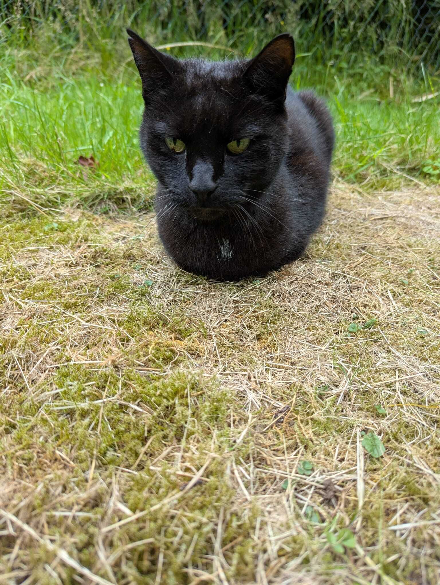 Een zwarte kat ligt op het gras.