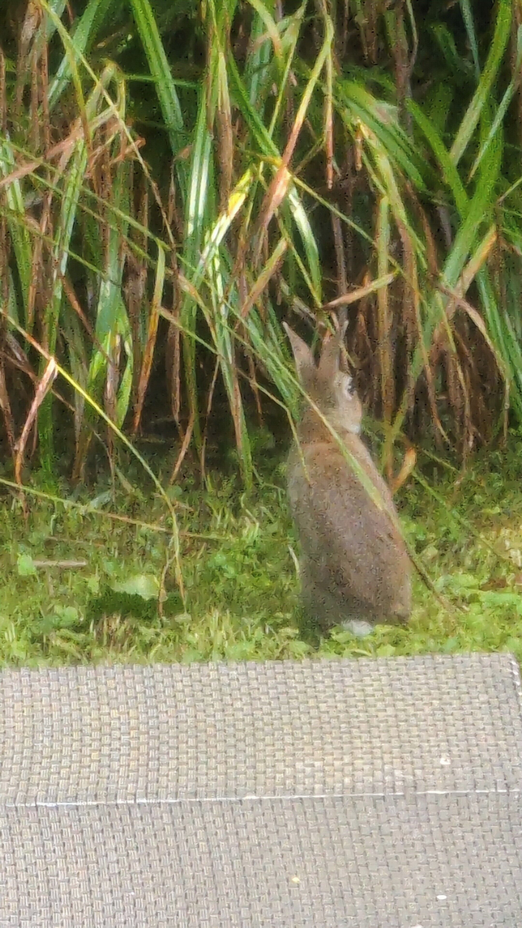 Un lapin assis dans l’herbe, près d’une clôture.