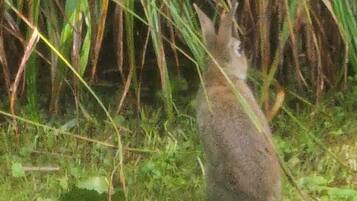 Un lapin assis dans l’herbe, près d’une clôture.
