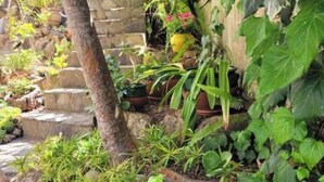 A garden with various plants, a tree, and stone steps.