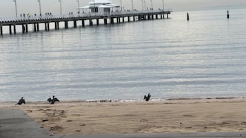 Asrama Umum, 1 kamar tidur | Pantai