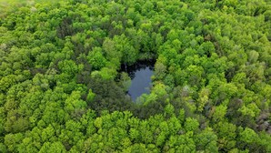 An aerial view of a dense forest with a central water body surrounded by trees.
