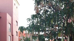 Un patio con macetas colgantes, un sendero y un edificio con balcones.