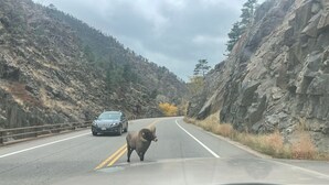 A vehicle on a road with a bighorn sheep crossing.