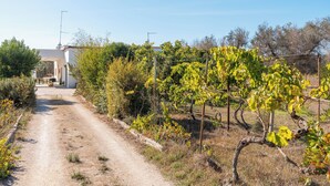 Un viñedo con un sendero de tierra que lleva a un edificio.