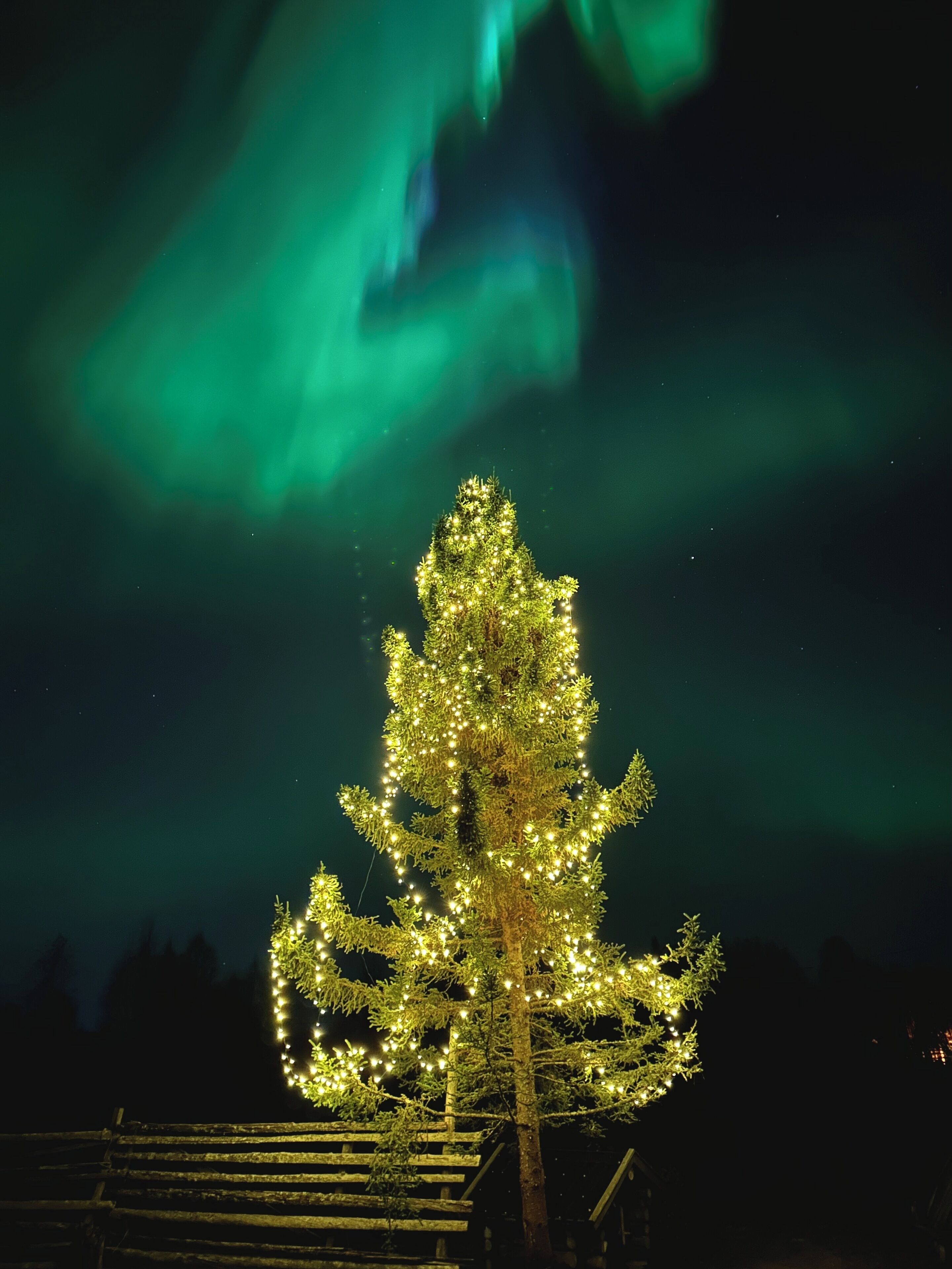 Un arbre illuminé, se détachant sur un ciel nocturne où se déploie une aurore boréale.