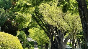 A tree-lined pathway with a paved walkway, surrounded by lush greenery and parked cars. - Roger & May's Cabin in Vancouver (Vancouver)