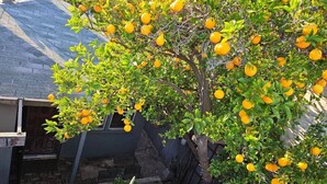 Uma árvore cítrica com laranjas maduras num quintal.