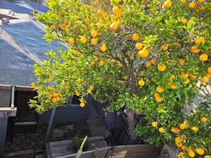 Property grounds - North Hollywood Arts Districts Whole House with Patio + Pets Stay Free (Los Angeles)