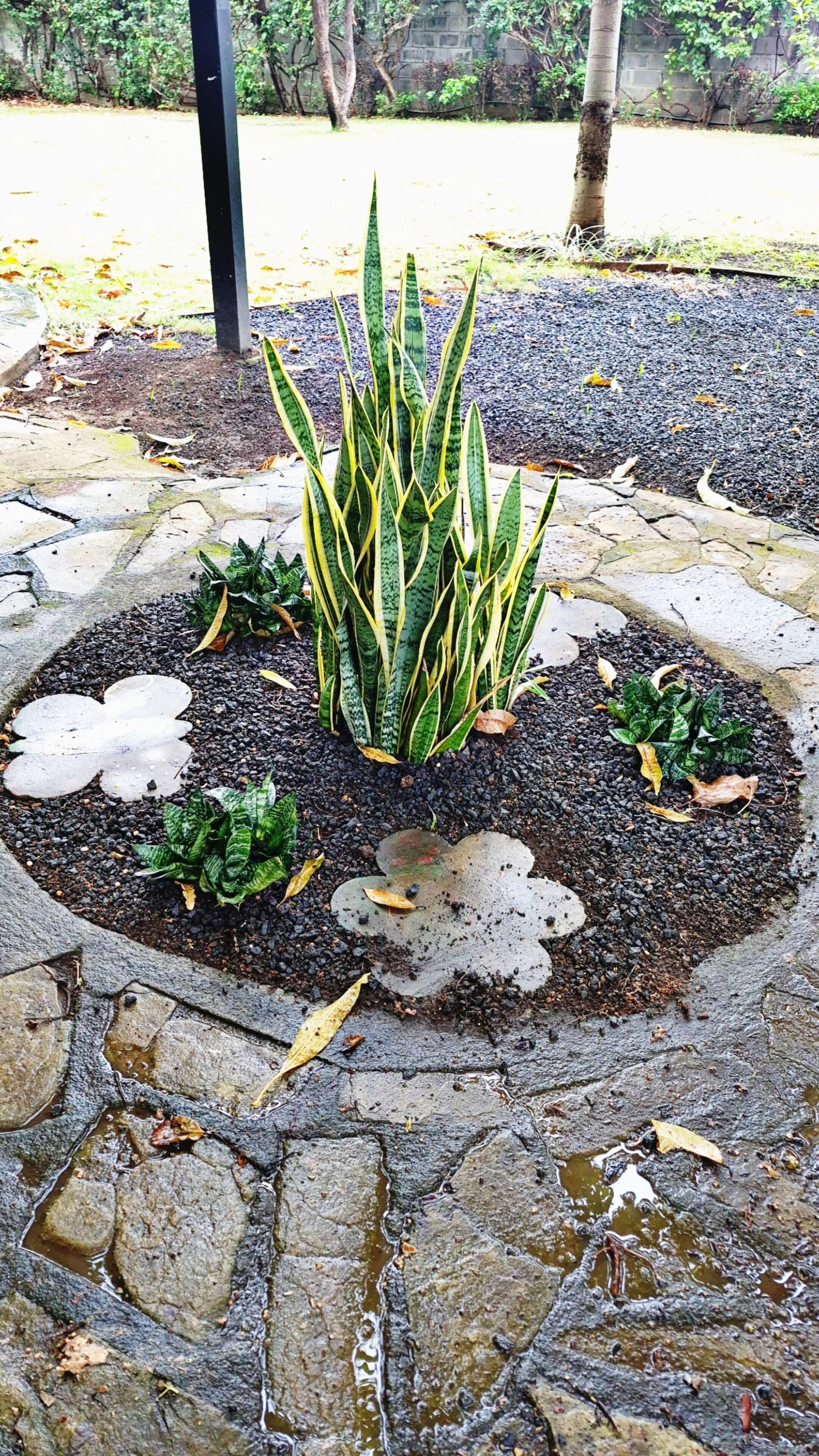 A garden area with a central plant surrounded by a stone border and a few scattered leaves.