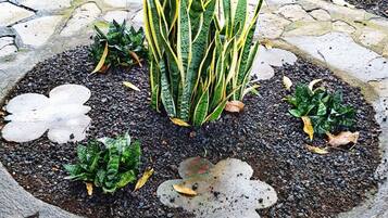 A garden area with a central plant surrounded by a stone border and a few scattered leaves.