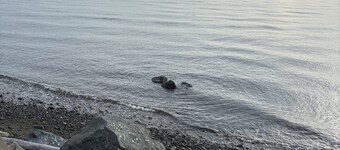 Ocean front guest suite in Campbell River.