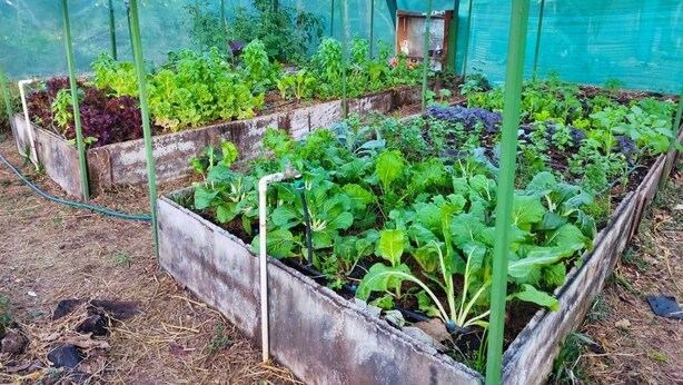 A greenhouse with raised garden beds containing various vegetables. - Blue java banana (Tamarindo)