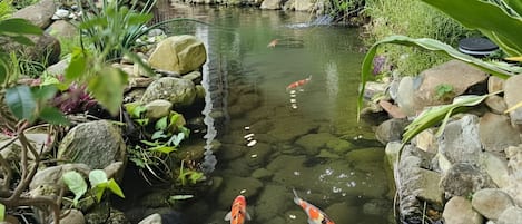 A koi pond with rocks and plants, a wooden bridge, and a building with a tiled roof.