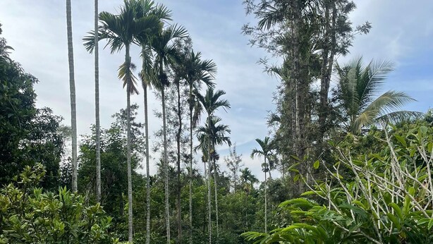 A lush garden with a winding path, tall palm trees, and flowering plants. - The Grand Oak By TERASTAY (Virajpet)