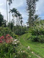 Un exuberante jardín con un sendero sinuoso, altas palmeras y plantas en flor.