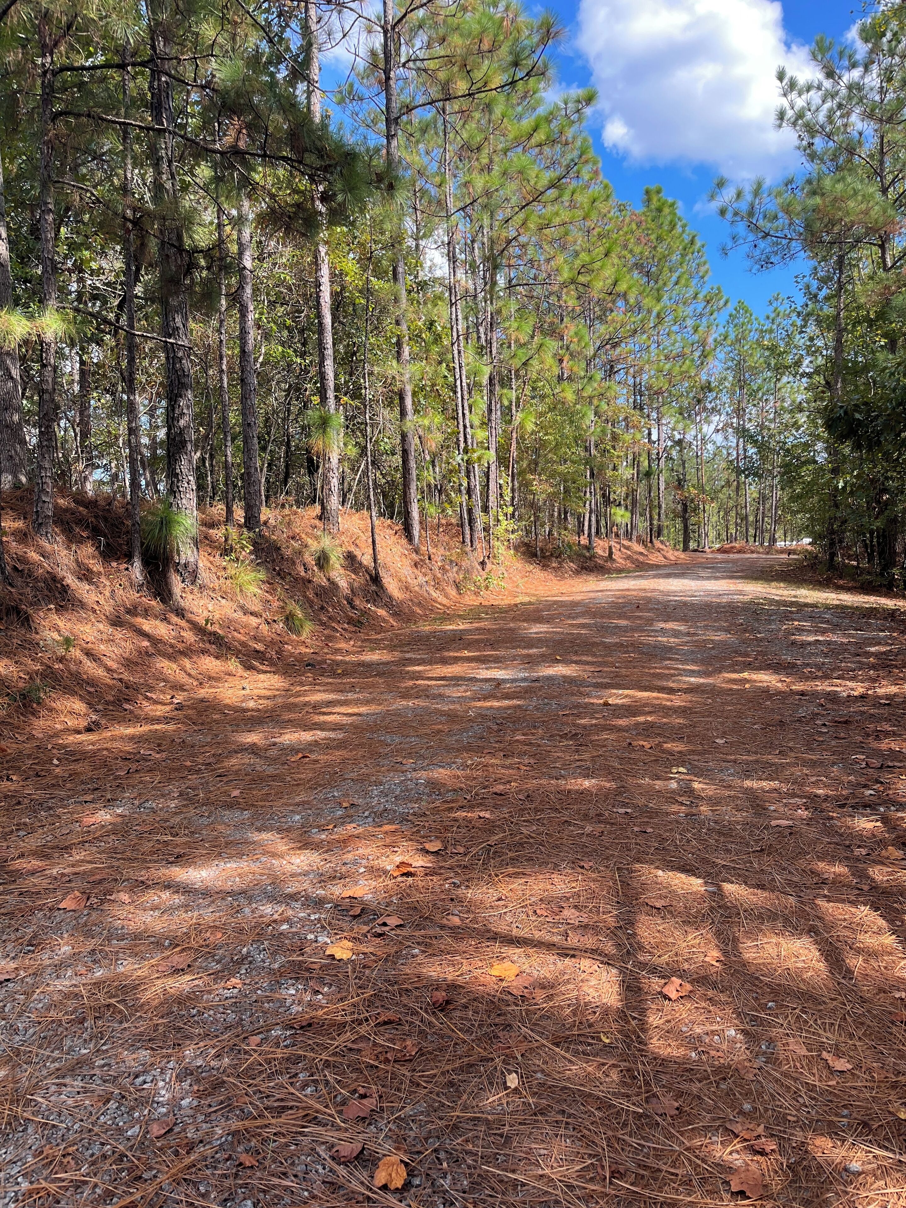 A forested area with a dirt path leading into the distance.
