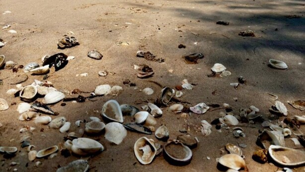 A beach with scattered seashells and a clear blue sky.