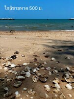 A beach with scattered seashells and a clear blue sky.