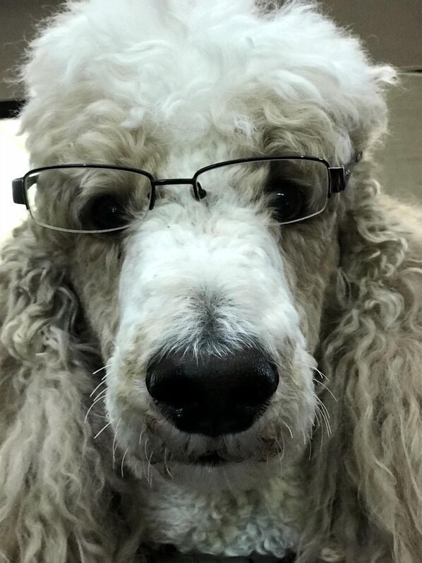 Pet-friendly