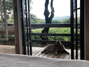 Une terrasse en bois offrant une vue sur un arbre et un champ.