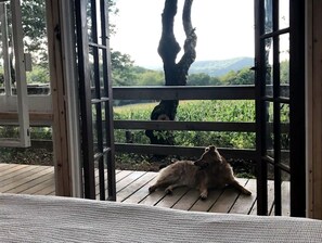 Um deck de madeira com vista para uma árvore e um campo.