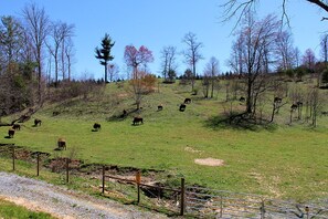 Ländliche Landschaft mit einer Wiese, Bäumen und einem Zaun.