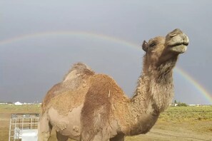 Miscellaneous - Romantic Camping Yurt on Camel Farm near Alamosa, Colorado (Capulin)