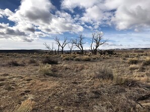 Miscellaneous - Romantic Camping Yurt on Camel Farm near Alamosa, Colorado (Capulin)