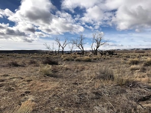 Miscellaneous - Romantic Camping Yurt on Camel Farm near Alamosa, Colorado (Capulin)