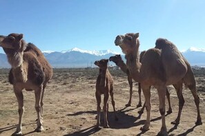 Miscellaneous - Romantic Camping Yurt on Camel Farm near Alamosa, Colorado (Capulin)
