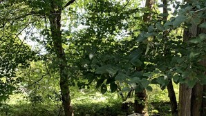 Un entorno natural al aire libre con una cerca de madera, un pequeño arroyo y un hogar de piedra.