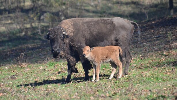 A buffalo with a calf in a grassy field.