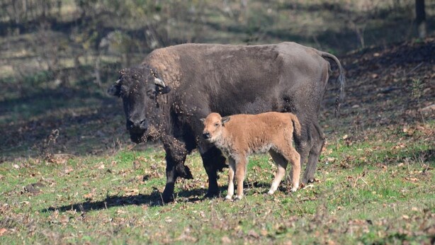 Un búfalo con una cría en un campo de hierba.