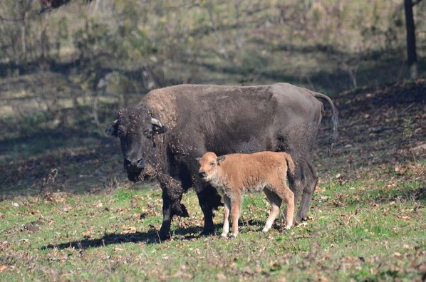 Un búfalo con una cría en un campo de hierba.