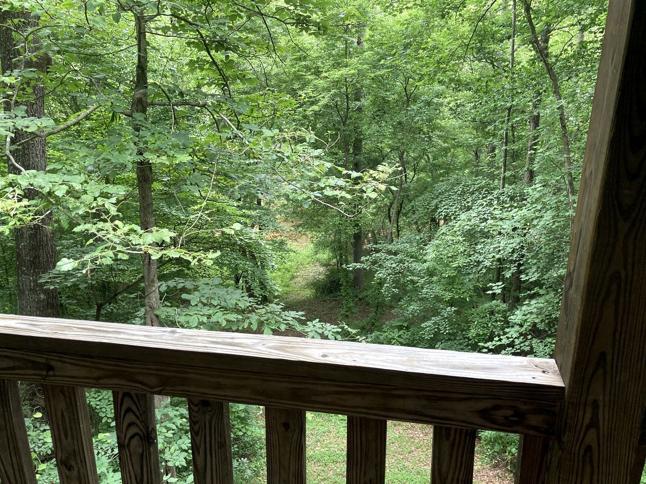 A wooden deck with a view of a dense forest.