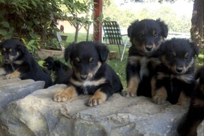 Acepta mascotas