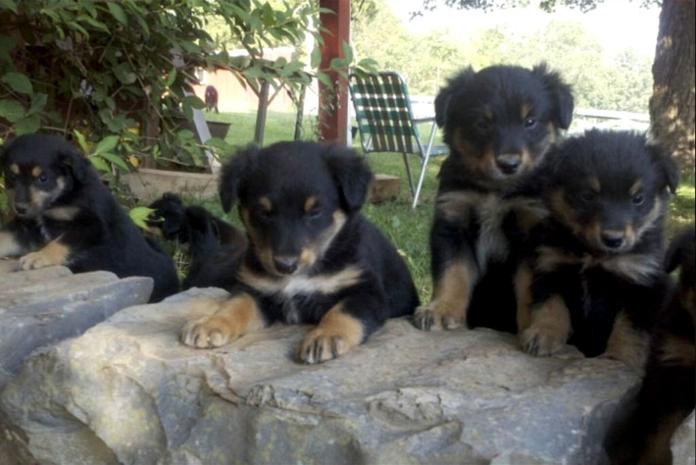 Animaux de compagnie acceptés