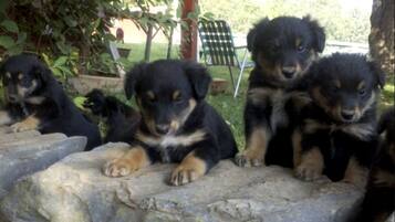 Animaux de compagnie acceptés