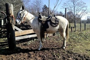 Miscellaneous - Idyllic Tiny House Rental on a Peaceful Farm in Middle Tennessee (Sparta)