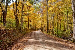 Un chemin forestier bordé d’arbres aux feuilles jaunes.