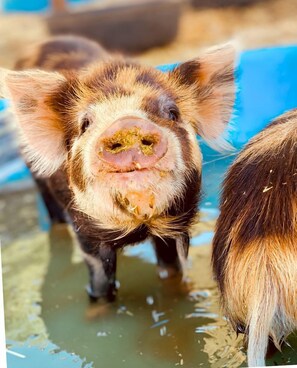 Un cerdo de pie en el agua.
