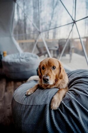 Ein Hund liegt auf einem strukturierten Sitzsack in einem Raum mit einer geometrischen Glaskonstruktion im Hintergrund.