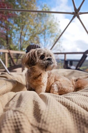 Un petit chien est allongé sur un lit, avec vue sur des arbres et une structure en bois.