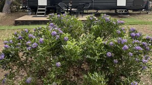 A mobile home with a kitchenette, a small porch, and a garden with purple flowers.