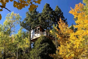 Une cabane perchée dans un arbre, dotée d’une terrasse en bois et d’une structure vitrée, entourée du feuillage automnal.