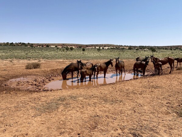 Un groupe de chevaux boit de l’eau dans un champ aride et dégagé, où la végétation est rare et où l’on aperçoit des collines au loin.