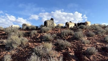 Miscellaneous