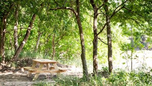 Outdoor dining - Spacious Cottage Rental for Group Getaway on Ranch near Dallas, Texas (Weatherford)